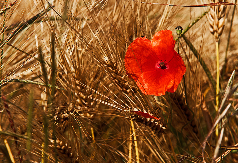 Klatschmohn