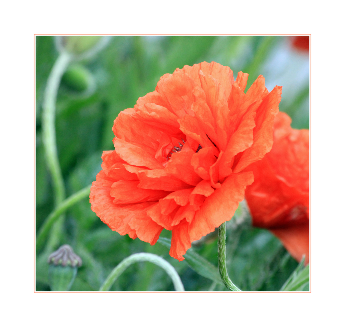 Klatschmohn