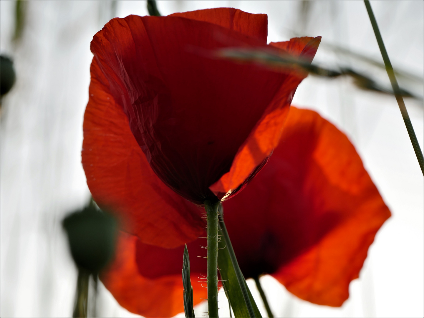 Klatschmohn