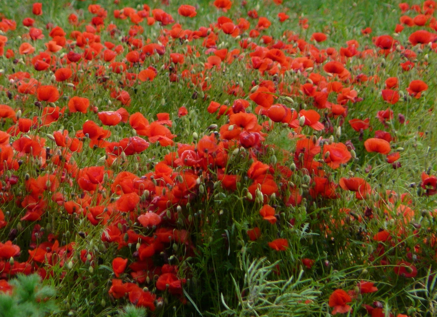 Klatschmohn