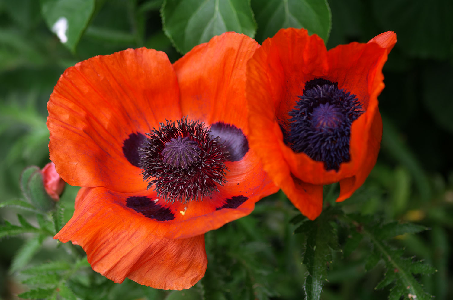 Klatschmohn