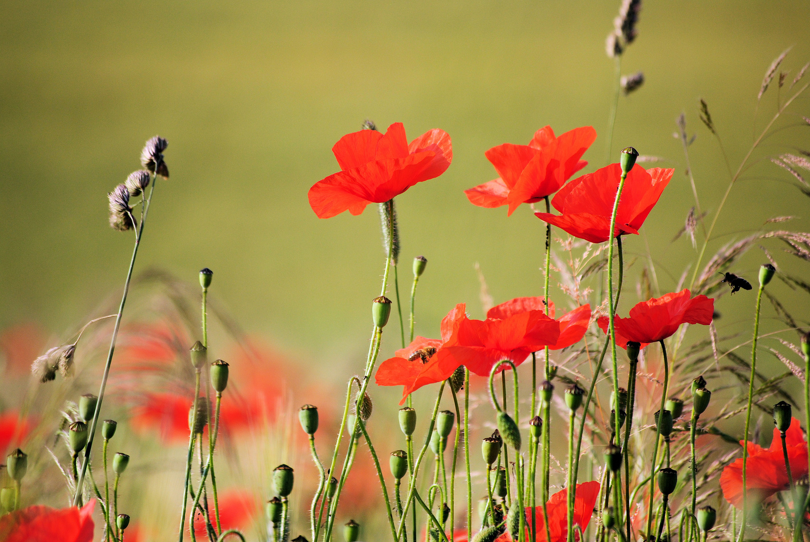 Klatschmohn