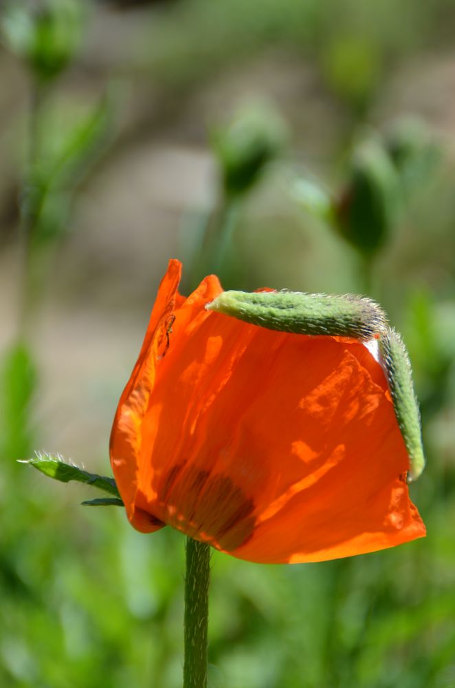 Klatschmohn