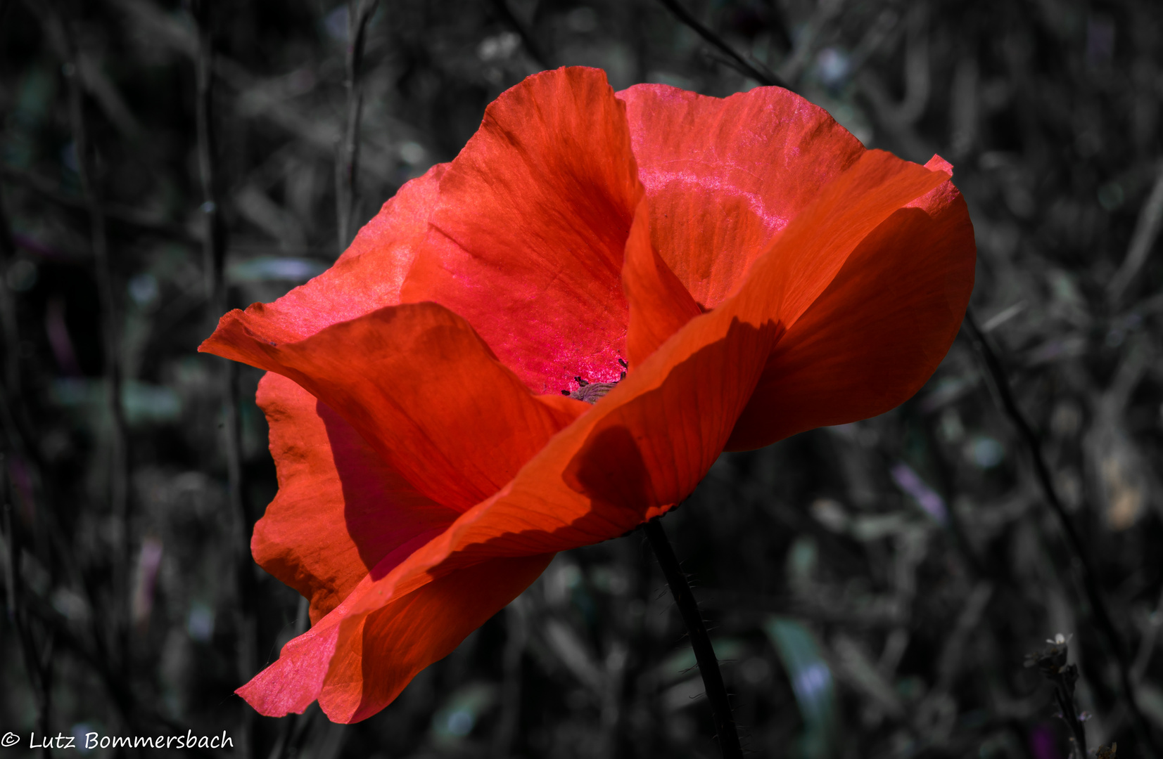 Klatschmohn