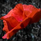 Klatschmohn