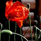 Klatschmohn