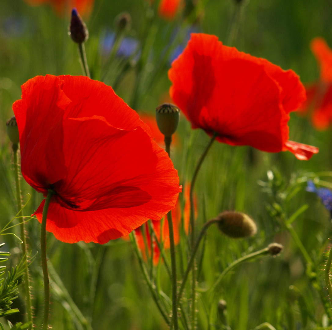 Klatschmohn