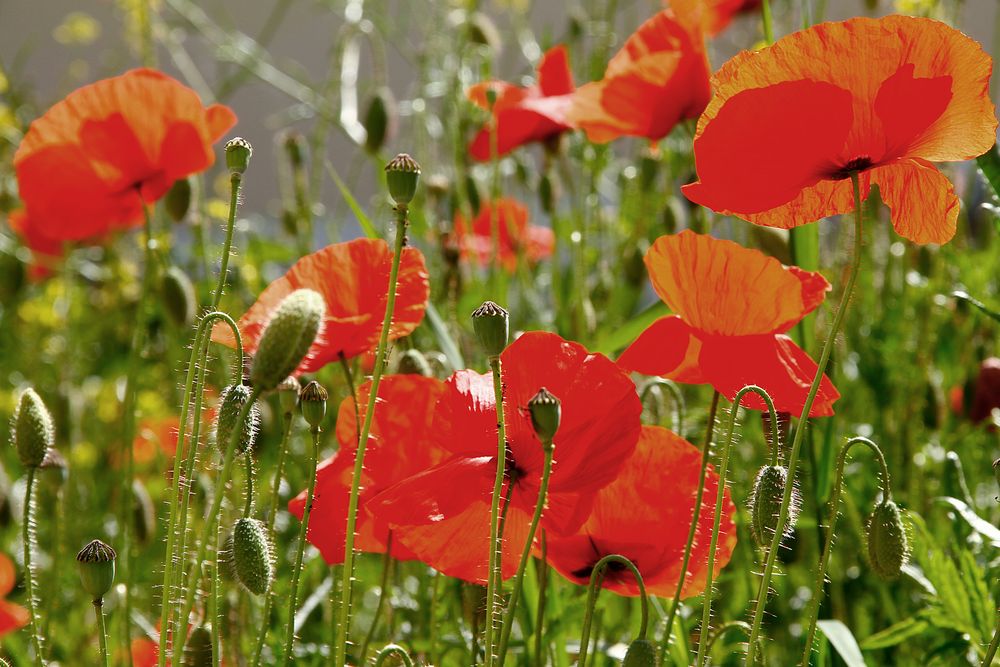 Klatschmohn