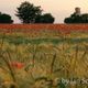 Klatschmohn - Feld