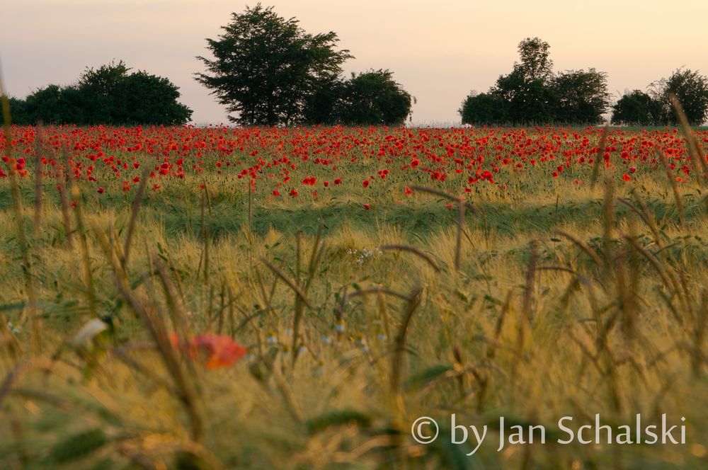 Klatschmohn - Feld