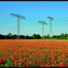 Klatschmohn, Feld in Greifswald