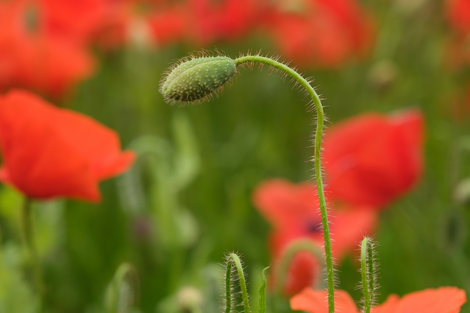 Klatschmohn