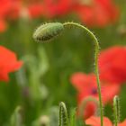 Klatschmohn