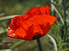 Klatschmohn