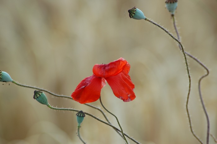 Klatschmohn