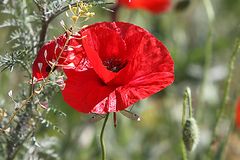 Klatschmohn Flugzeuge