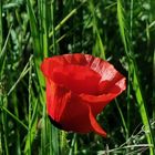 klatschmohn glöckchen