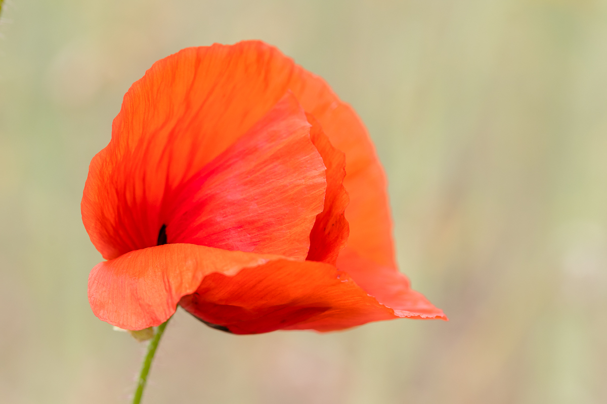 Klatschmohn - herrliches Rot