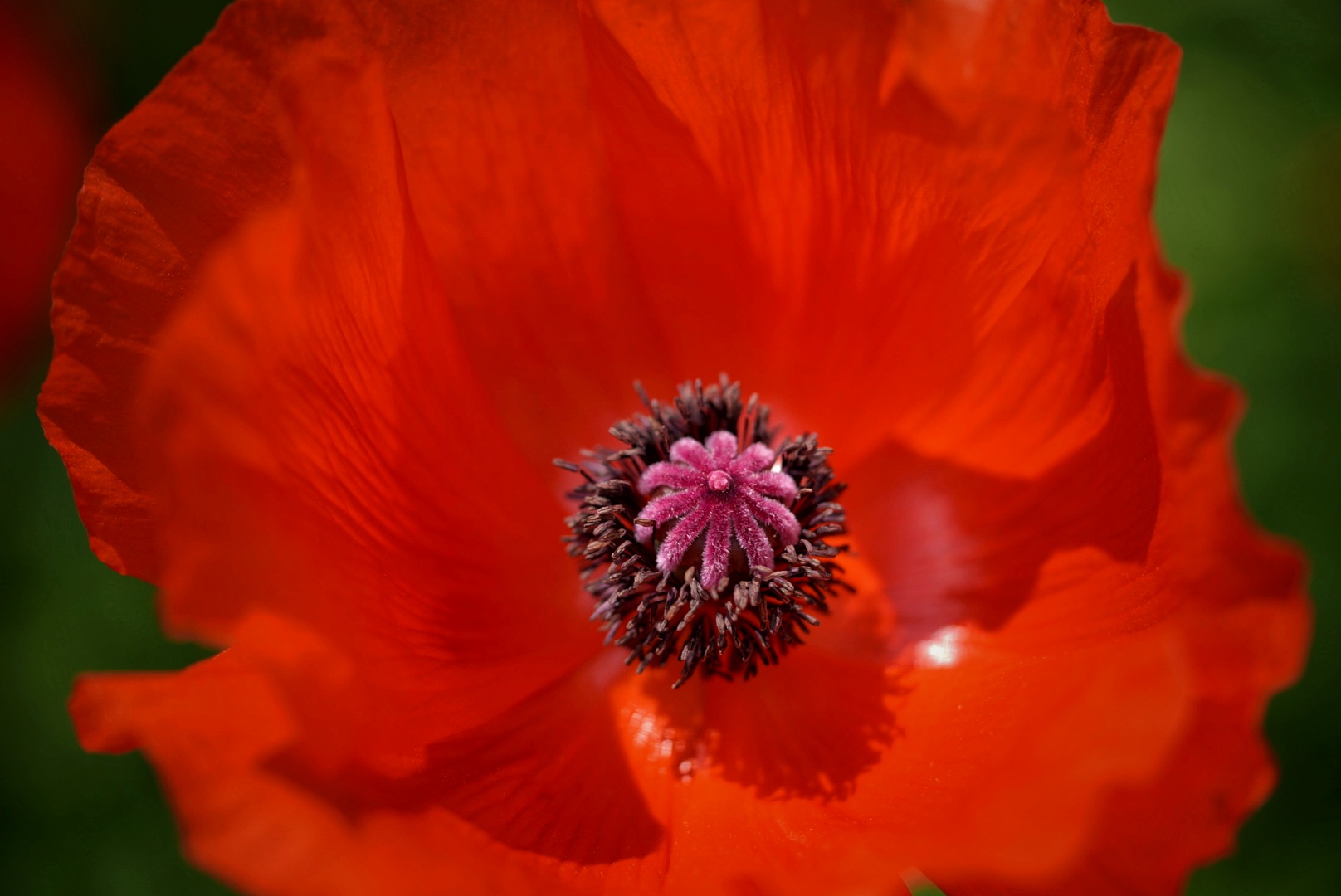 Klatschmohn, heute geknipst...