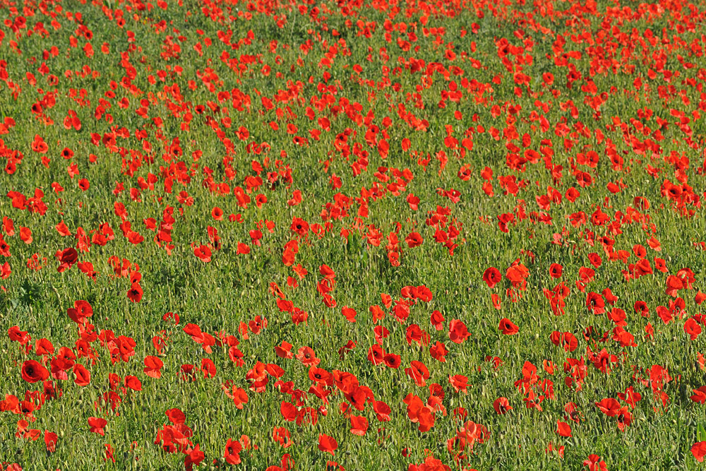 Klatschmohn: Hoffentlich demnächst mal wieder