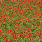 Klatschmohn: Hoffentlich demnächst mal wieder