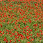 Klatschmohn: Hoffentlich demnächst mal wieder