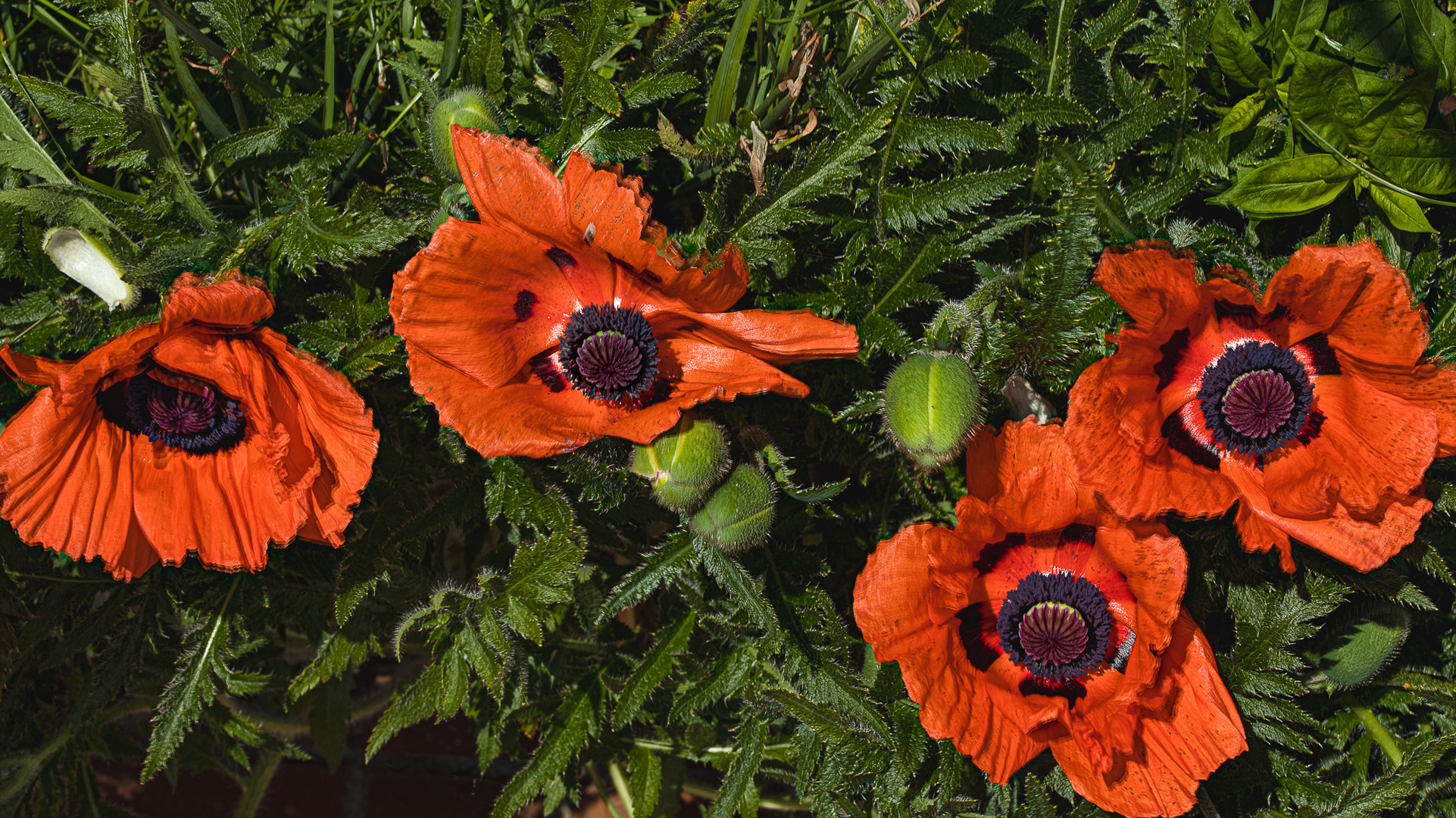 Klatschmohn II