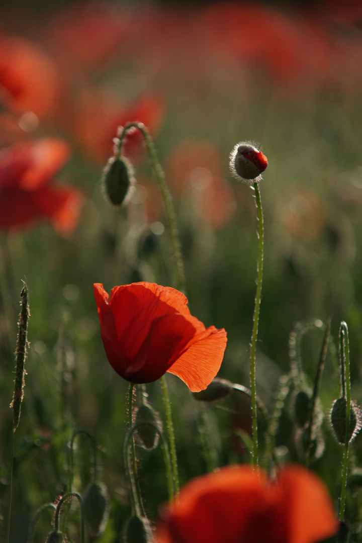 Klatschmohn-II