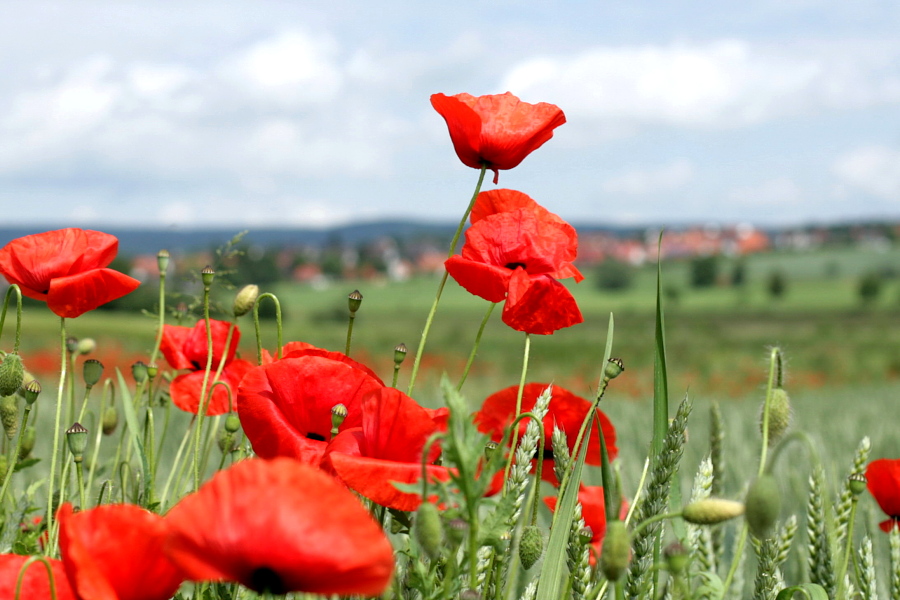 Klatschmohn II