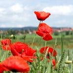 Klatschmohn II