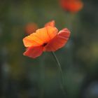 KLatschmohn II