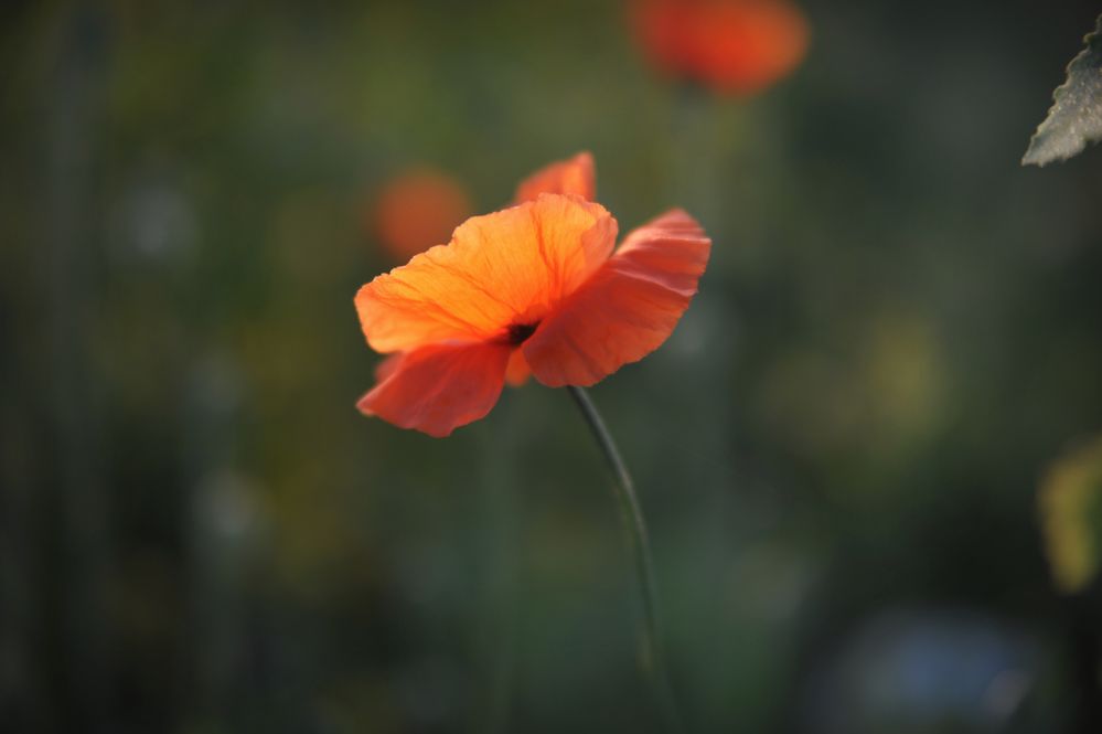 KLatschmohn II