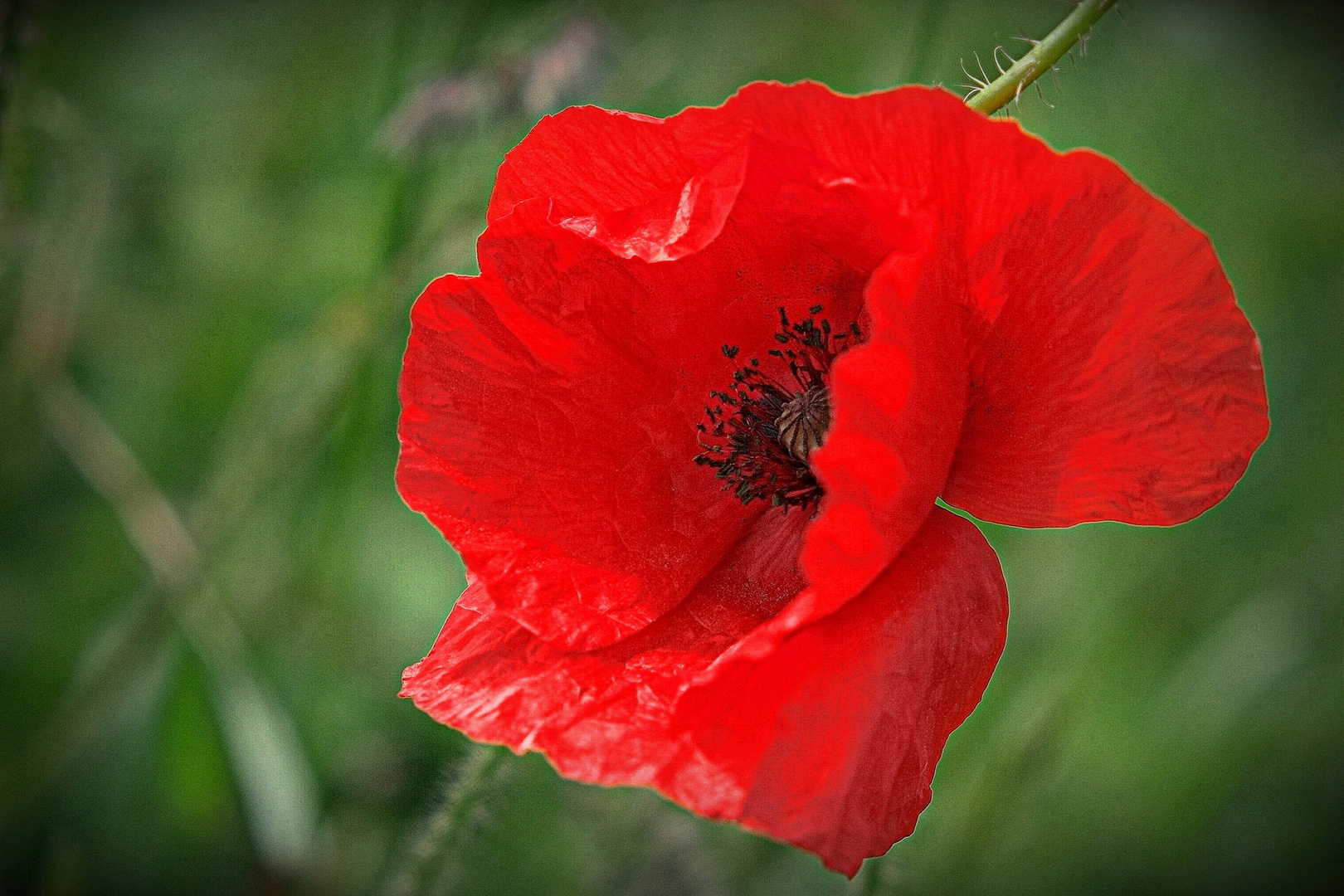 Klatschmohn III