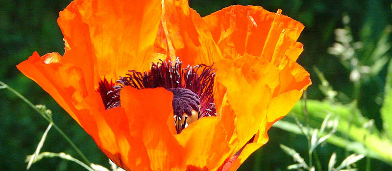 Klatschmohn III