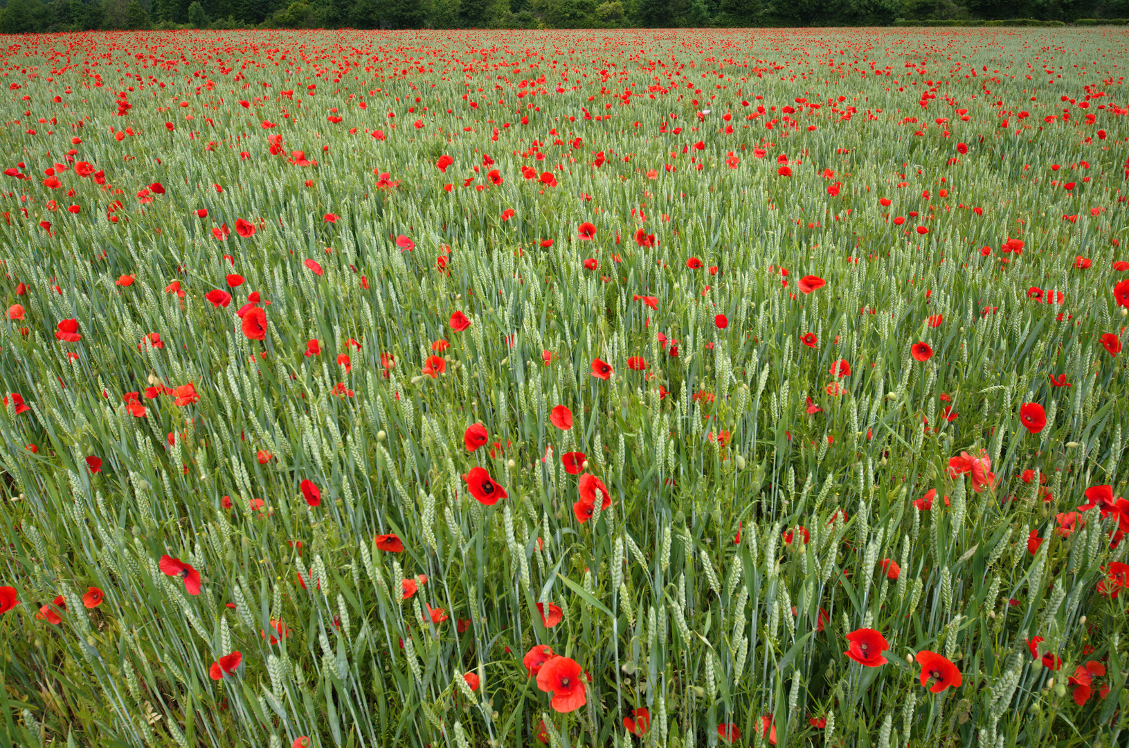 Klatschmohn III - die unendliche Weite