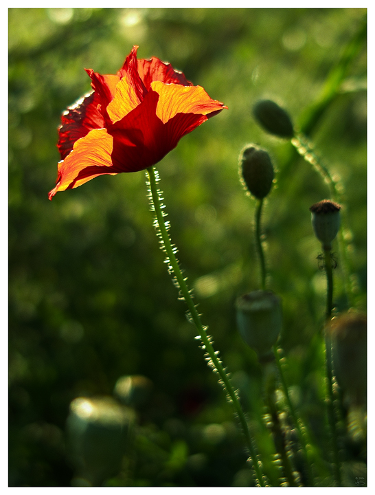 Klatschmohn im Abendlicht (2)