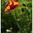 Klatschmohn im Abendlicht (2)