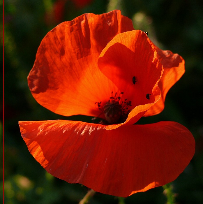 Klatschmohn im Abendlicht