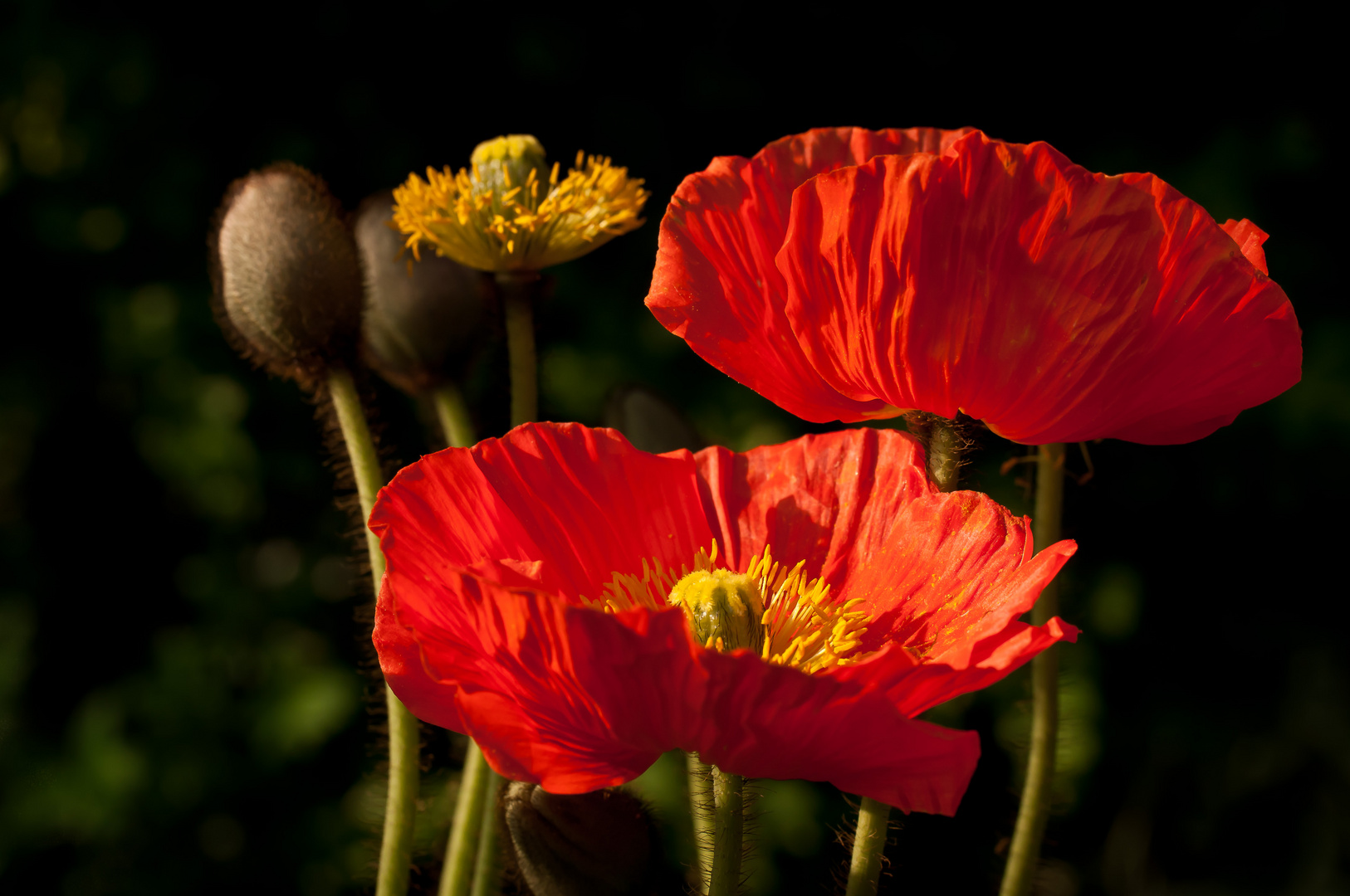 Klatschmohn im Abendlicht