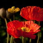 Klatschmohn im Abendlicht