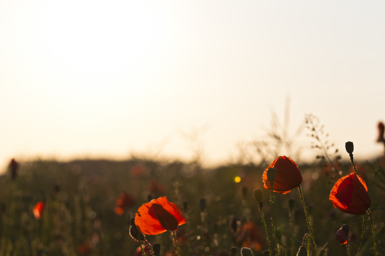 Klatschmohn im Abendrot