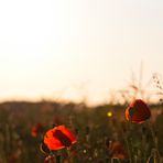 Klatschmohn im Abendrot