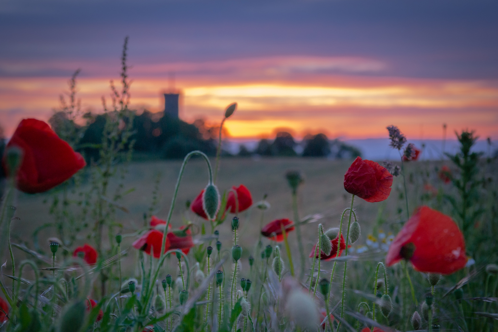 Klatschmohn im Abendrot