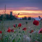 Klatschmohn im Abendrot