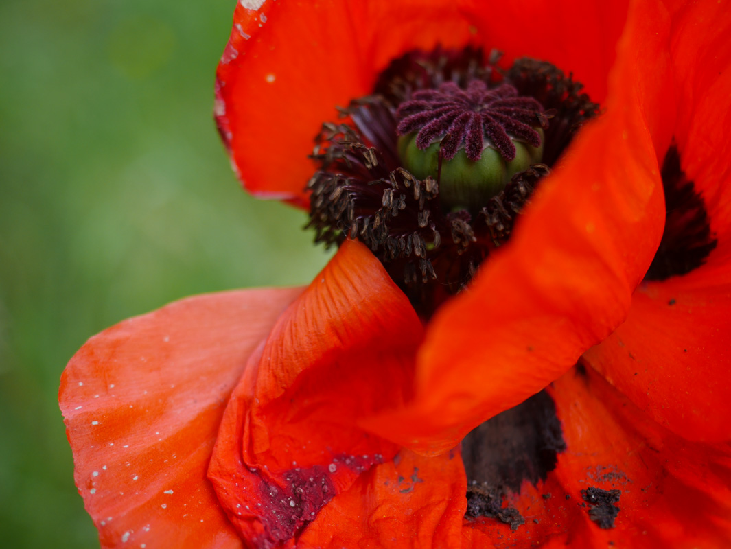 Klatschmohn im Ballkleid