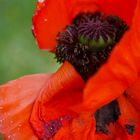 Klatschmohn im Ballkleid