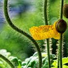 Klatschmohn im Blüten Dschungel