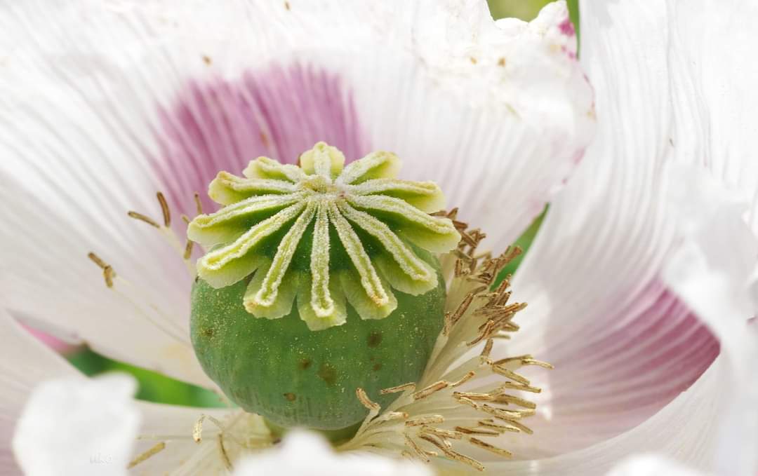 Klatschmohn im Detail