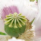 Klatschmohn im Detail