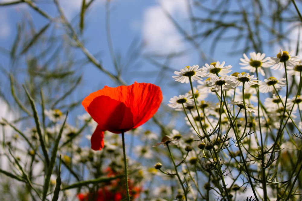 Klatschmohn im Feld